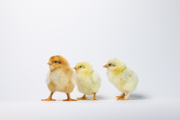 three baby chickens on a white background