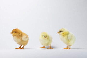 three baby chickens on a white background