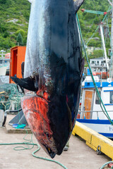 A large wild Atlantic bluefin tuna fish hanging from a pulley on a seafood market wharf. The fresh...