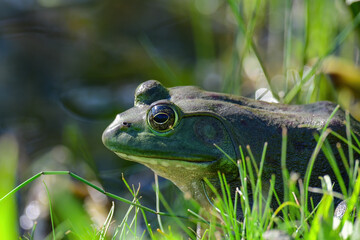 American Bullfrog