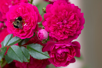 A macro of a large bumblebee sucking the nectar from one of a number of bright pink vibrant roses. The honeybee has yellow and black stripes on its hairy body, with six long legs, and two antennas. 