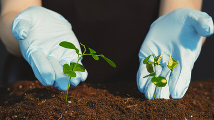 Plant cultivation. Nature fragility. Forest conservation. Female hands in gloves comparing young...