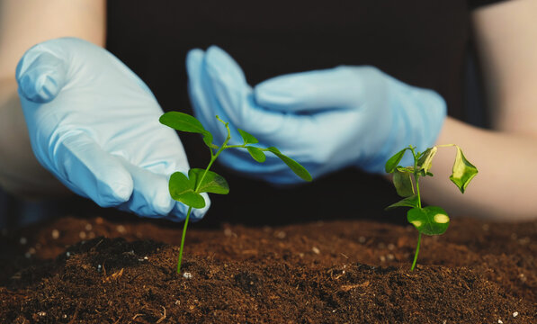 Plant growth. Save earth. Female hands in gloves comparing young green sprouts with lush growing in fertile soil blur dark background.