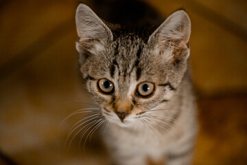 little caucasian kitten looking at camera big eyes brindle cat girl pet portrait human friends happy cat tricolor