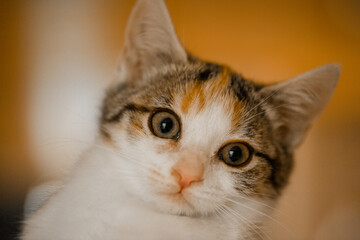 little caucasian kitten looking at camera big eyes brindle cat girl pet portrait human friends happy cat tricolor