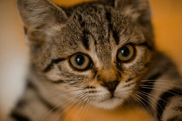 little caucasian kitten looking at camera big eyes brindle cat girl pet portrait human friends...