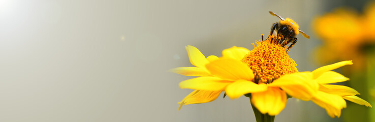 Bumblebee. One large bumblebee sits on a yellow flower on a Sunny bright day. Macro horizontal photography. Banner