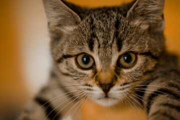 little caucasian kitten looking at camera big eyes brindle cat girl pet portrait human friends happy cat tricolor