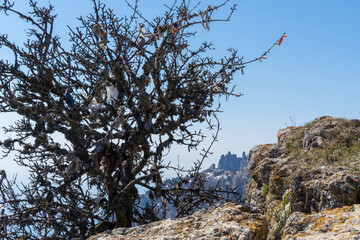 The image of a tree with tied ribbons. Wish Tree.