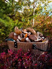 Fresh wild mushrooms in wicker basket