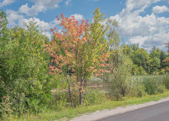 Fototapeta premium Autumn Beginnings