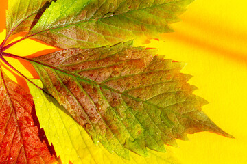 Autumn leaves of wild grapes in drops on orange background close up