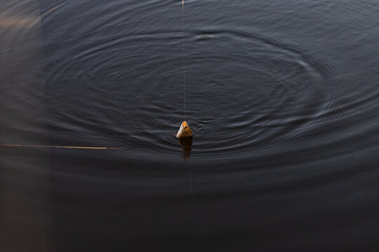 roach fish on hook in water