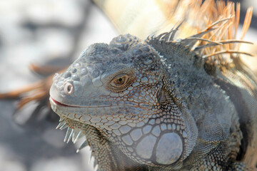 Close-up of a large iguana in a cage in the zoo.