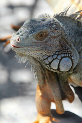 Close-up of a large iguana in a cage in the zoo.