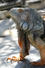 Close-up of a large iguana in a cage in the zoo.