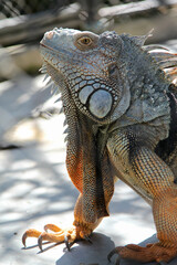 Close-up of a large iguana in a cage in the zoo.