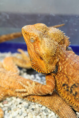 Close-up of a yellow  iguana in a cage in the zoo.