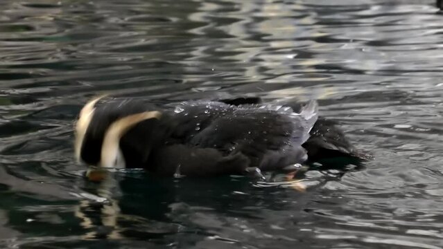 Tufted Puffin Adult bathing
Alaska wildlife and nature, 2021
