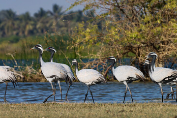 Flock of demoiselle cranes at river, blue water, sunlight, in nature, natural background. Beautiful bird abstract texture background wallpaper. Water bird. Wetland birds. Group of birds closeup.
