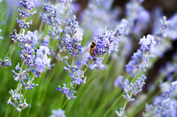 Un champ de lavande et une abeille