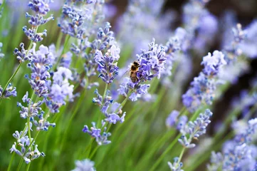 Tuinposter Un champ de lavande et une abeille © Olimpiada