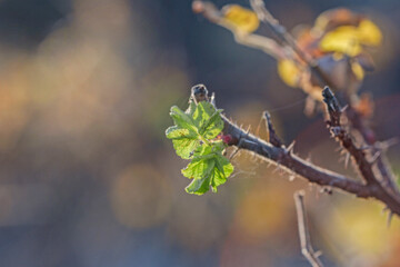 Branch with green leaves in sunset rays