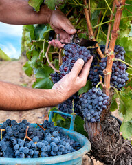 Cannonau grape harvest. Manual harvesting of grapes. Agriculture.