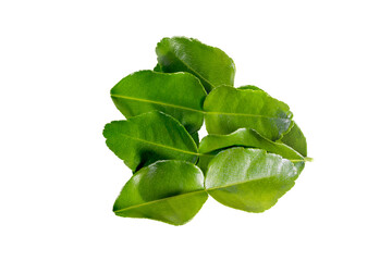 Fototapeta na wymiar Organic bergamot kaffir lime leaves