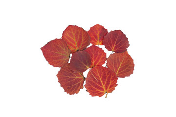 Isolated leaves. Collection of multicolored fallen autumn leaves isolated on white background