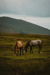 Connemara ponies in the mountains Ireland 