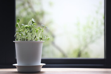 sunflower sprout in white vase in front of windows indoor mircro gardening