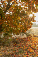 sunny autumn morning at a pond with colorful autumn leaves