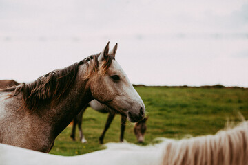 portrait of a horse in field 
