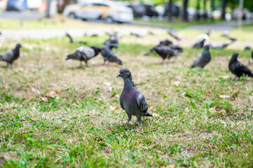 A flock of gray pigeons on the green grass. Beautiful birds in the park. Interesting nature.