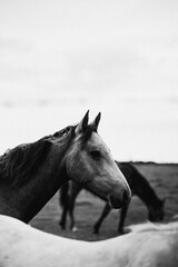 Black white horse in field in Ireland 