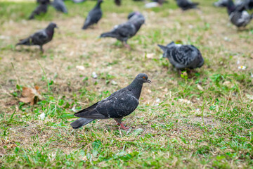 A flock of gray pigeons on the green grass. Beautiful birds in the park. Interesting nature.