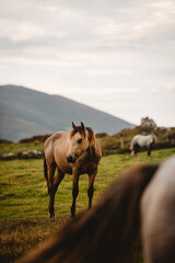 Obraz premium Yellow horse in field close to mountains Ireland 