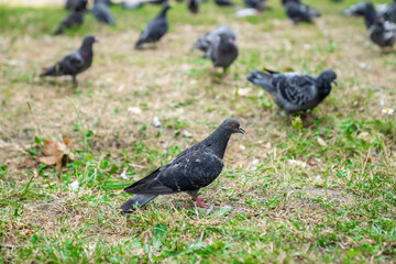 A flock of gray pigeons on the green grass. Beautiful birds in the park. Interesting nature.