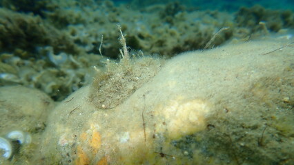Mediterranean limpet or rayed Mediterranean limpet (Patella caerulea) undersea, Aegean Sea, Greece, Halkidiki
