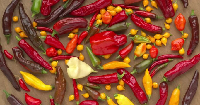 Home-grown chili pepper vegetables of different cultivar. Assortment of different colors and shapes pepper vegetable. Table spin.