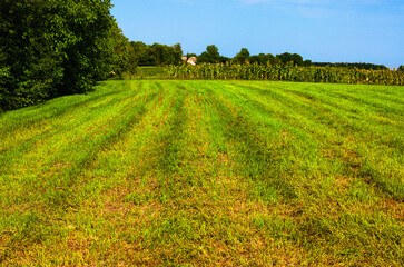 Countryside agricultural seasonal scene. Green field with agricultural plants. Old red brick house behind green leave trees. Panoramic rural landscape view of typical Ukrainian village at summer day