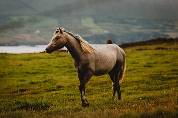 horse in the field in West Cork Ireland 