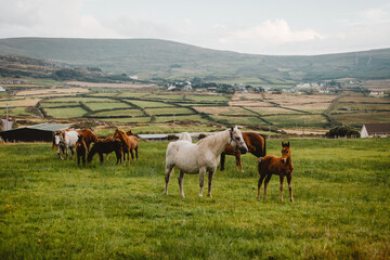 Obraz premium herd of horses in Ireland 