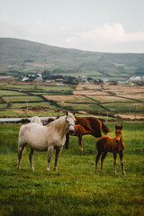 horses in the field