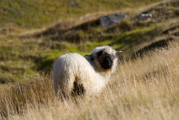 Herd of black head sheep grazing at meadow at region of Swiss mountain pass Furkapass on a sunny late summer day. Photo taken September 12th, 2022, Furka Passs, Switzerland.