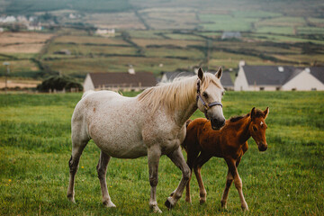 Fototapeta premium Mare and foal in field walking 