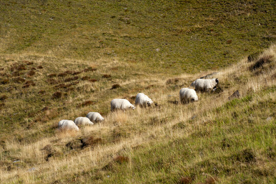 Herd of black head sheep grazing at meadow at region of Swiss mountain pass Furkapass on a sunny late summer day. Photo taken September 12th, 2022, Furka Passs, Switzerland.