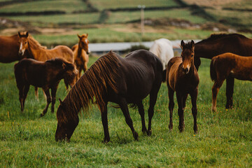 mare and foal in herd of horses 