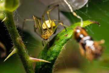spider on a web